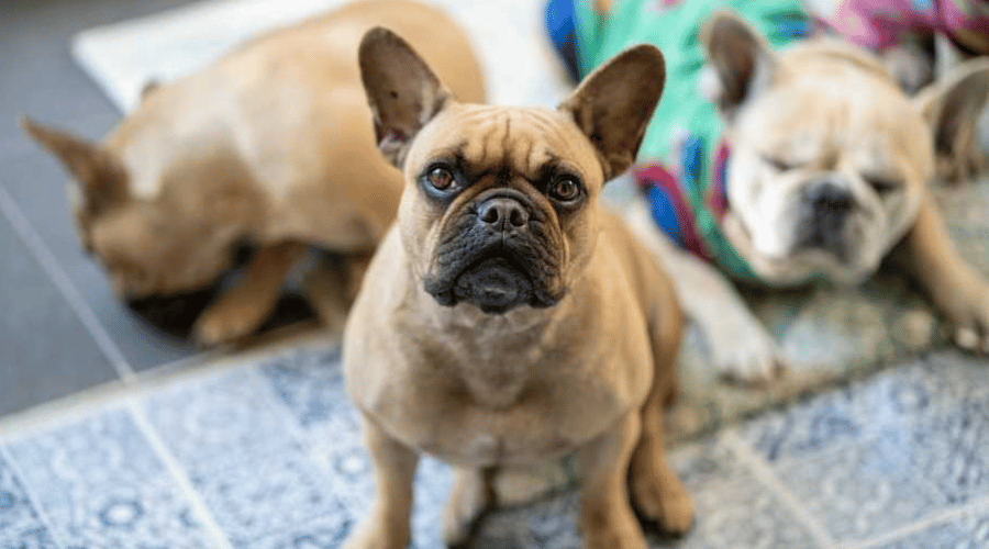 Amercian French Bulldog Puppies