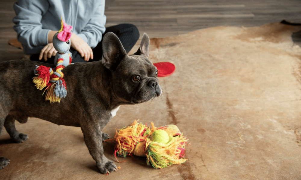 American French Bulldog Characteristic