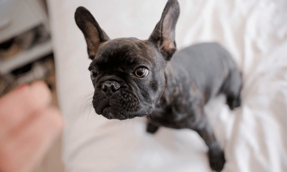 French Bulldog Puppy