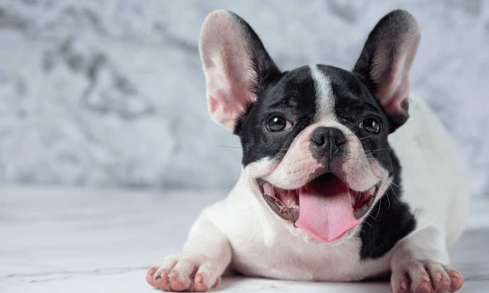 American French Bulldog Puppies