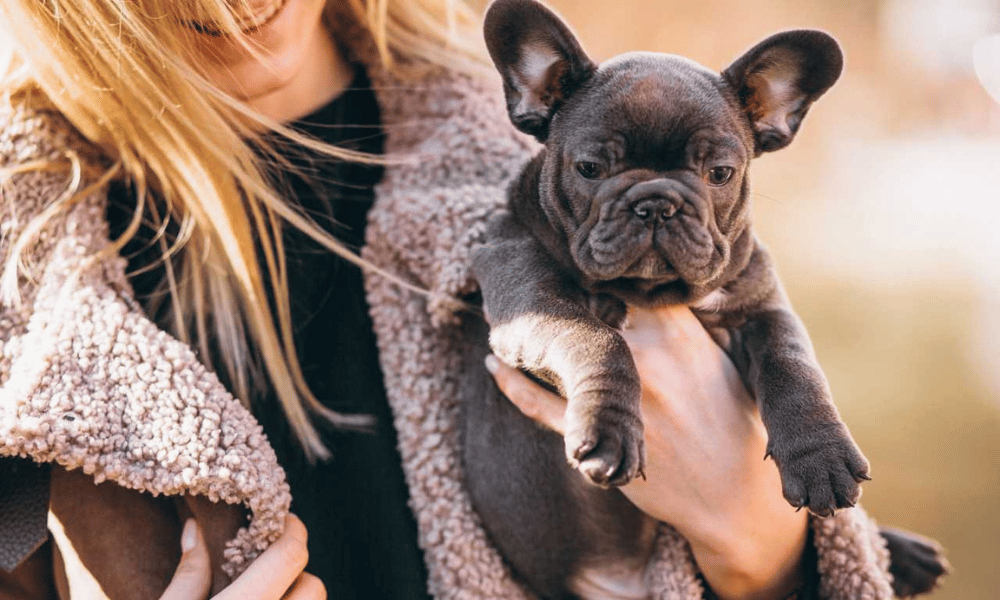 French Bulldog Family Dog